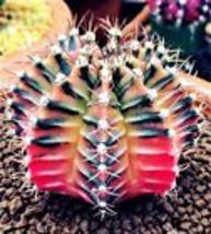  Mixed Colors Cactus Seeds Flower Plant Bonsai Dwarf 25 Seeds - £11.28 GBP