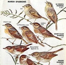 Marsh Sparrows Varieties And Types 1966 Color Bird Art Print Nature ADBN1p - $19.99