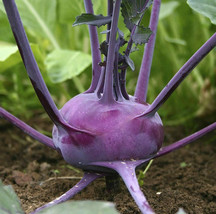 USA SELLER Purple Vienna Kohlrabi German Turnip Stem Cabbage Vegetable Free Ship - $11.95