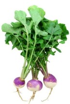 20 Seeds Purple Top Turnip Grow Quickly Heirloom Seeds Stunning Gardens - £6.72 GBP