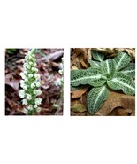 Goodyera pubescens - 5 Downy Rattlesnake Plantain Orchid Root Systems, P... - £63.70 GBP