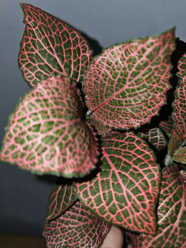 Pink Fittonia Live Plant Nerve Plant In 4” Pot Fast Shipping - $17.03
