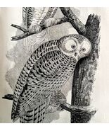 Snowy Owl Victorian 1856 Bird Wood Engraving Antique Nature Ephemera DWT15 - €34,27 EUR