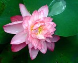 Sacred Lotus Nelumbo Nucifera Organic 5 Seeds - $13.98