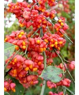 SEPTH Euonymus Europaea Tree or Shrub 100 Seeds Cold Hardy Ornamental Eu... - €18,00 EUR
