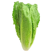 5000 Parris Island Romaine Seedsbulk Seed Heirloom Non-Gmo Lettuce Seeds Garden  - £7.65 GBP