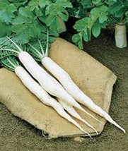 Radish Seed ,Japanese Minowase, Diakon , Heirloom, Non GMO, 200 Seeds - £4.74 GBP