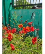 Caesalpinia Pulcherrima Yellow Seeds – 100 Seeds | Yellow Peacock Flower - €4,72 EUR