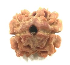 2 Mukhi Rudraksha - Collector Size - Nepal - Lab Certified - £302.54 GBP