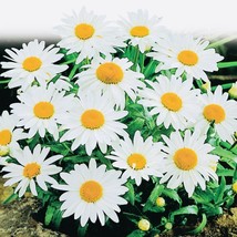 Alaskan Shasta Daisy Flower Seeds Fresh Harvest  From US  - £6.01 GBP