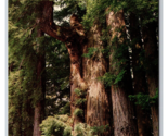 Balance Tree Myers Flat California CA UNP Chrome Postcard P28 - £2.33 GBP