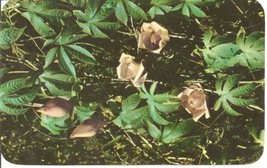 Vintage Hawaiian Wood Rose - Ipomea Tuberosa Postcard by Max Basker &amp; Sons - 196 - £3.91 GBP