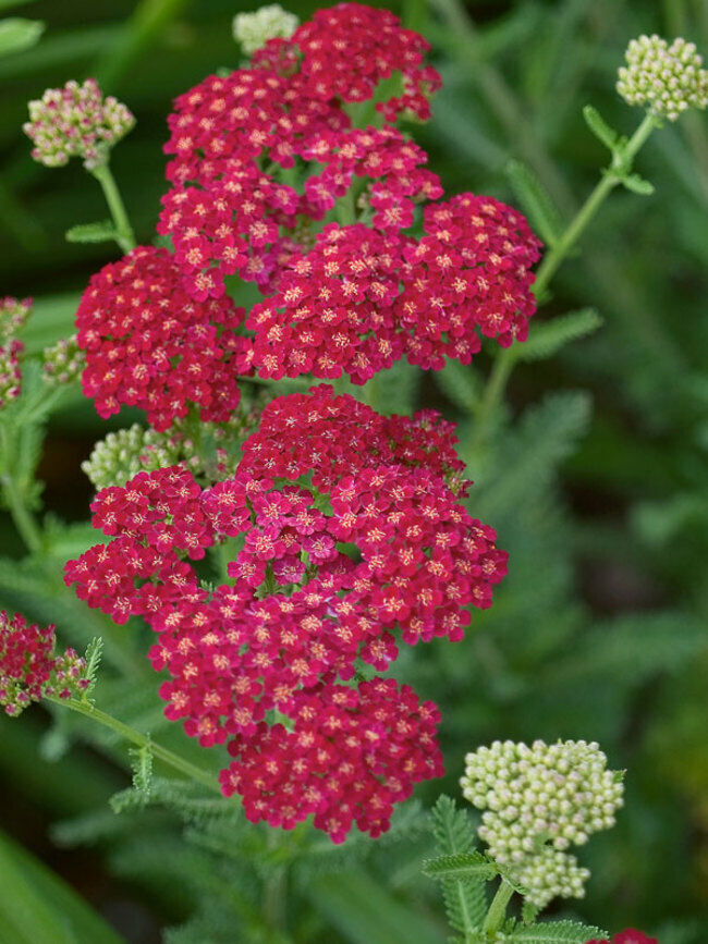Primary image for Red Yarrow Seeds, Rubra, Easy Grow Perennial, Herb, Butterflies - AF Seeds