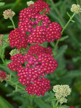 Red Yarrow Seeds, Rubra, Easy Grow Perennial, Herb, Butterflies - AF Seeds - $4.45