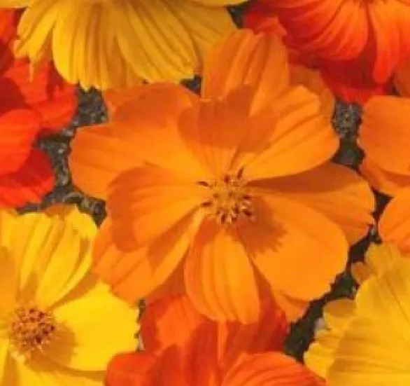 COSMOS BRIGHT LIGHTS MIX 30 FRESH FLOWER SEEDS  - $6.31