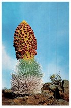 The Haleakala Silversword Protected In Haleakala National Park Cactus Postcard - £5.49 GBP