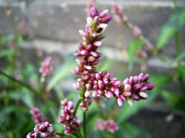 seeds 100 PINKWEED Smartweed Pink Knotweed Polygonum Wetland Flower Herb Seeds - £21.17 GBP