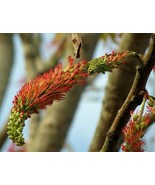 Acrocarpus Fraxinifolius Pink Cedar Indian Or Australian Ash 10 Seeds Fa... - $505.20 MXN