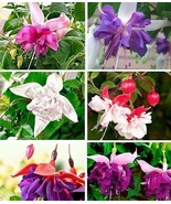 Mix 50pcs/bag Fuchsia Seeds Potted Flowers seeds,bonsai seeds.#5052 - $103.97 MXN
