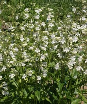 Penstemon Smooth White Perennial Foxglove Beardtongue Native Non-Gmo 1000 Seeds - £7.66 GBP