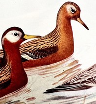Red Phalarope Shorebirds 1936 Bird Lithograph Color Plate Print DWU12B - $458.55 MXN