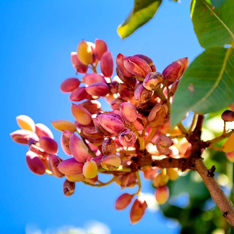 10 Pistachio Nut Tree Seeds (Pistacia vera) Hardy-Zone 7 Edible Garden P... - $37.90