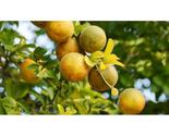 5+ Trifoliate Orange Seeds – Hardy Citrus Rootstock &amp; Ornamental Tree - $16.50