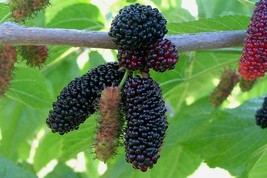 edible black-purple berry LIVE PLANT Russian black mulberry fruit tree seedling  - £38.32 GBP