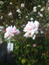 Bloomfield Abundance rose plant Bare root, own  wrapped in wet paper and... - $24.75