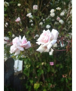 Bloomfield Abundance rose plant Bare root, own  wrapped in wet paper and... - $33.89 CAD
