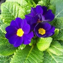 New Fresh Seeds Primula Acaulis Accord Blue Seed - $10.78