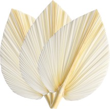 Large White Dried Palm Leaves - Premium Quality - 3 Pcs - 15&quot; NEW - £12.12 GBP