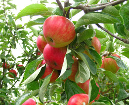 1 plant Gala Apple Tree Semi Dwarf Established bare root FREESHIP - £68.02 GBP