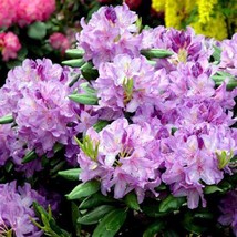 100 Seeds, japonesas azalea, rododendron azalea SH11908C - £15.42 GBP