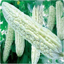 10 White Skin Bitter Gourd Seeds Bitter Melon Seed Ku Gua Seeds Asian VegiesFrom - $8.35