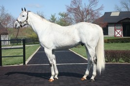 COLOR PHOTO - UNBRIDLED&quot;S SONG confirmation shot - $8.00+