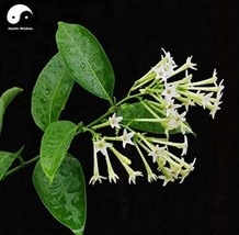 Fresh Seeds Cordate Telosma Tree Semente 60Pcs Plant Tuberose Tree For Ye Lai Xi - $13.82