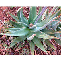 NEW 10pcs Aloe globuligemma Succulents Garden Plants - Seeds* Easy To grow - £14.89 GBP