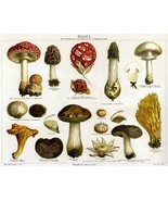 Pilzel - Types Of Mushrooms - 1895 - Illustration Poster - £26.37 GBP