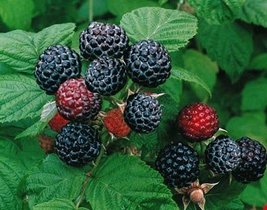2 Jewel - Black Raspberry Plant - Everbearing - Organic Grown - Ready for Spring - $27.95