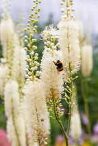 SGHOST 50 Black Cohosh Bugbane Actaea Racemosa Cimicifuga White Shade Flower Her - £8.36 GBP