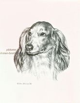 #267 LONGHAIR DACHSHUND DOXIE *  dog art print * Pen &amp; ink drawing * Jan... - $12.50
