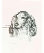 #267 LONGHAIR DACHSHUND DOXIE *  dog art print * Pen &amp; ink drawing * Jan... - $12.50