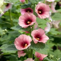 Alcea Rosea Halo Apricot Hollyhock Garden Flower Seeds 50 Seeds USA Fast Shippin - £16.39 GBP