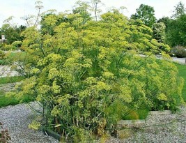 US Seller Fennel 100 Seeds Fern-Like Foliage Yellow Flowers Licorice Flaver New  - £5.82 GBP