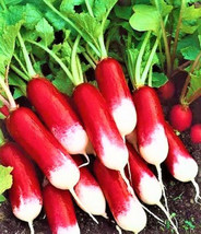 BStore French Breakfast Radish Seeds 190 Seeds Non-Gmo - £5.94 GBP