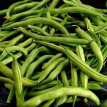 40 Seeds Green Bean Provider Phaseolus Vulgaris Vegetable  - $9.68