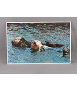 Vintage Postcard - Pacific Sea Otters - CP Johnson Company - £11.72 GBP