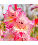 New Variety Pink White Gladious Sword Lily Perennial - 50 Seeds - $8.59