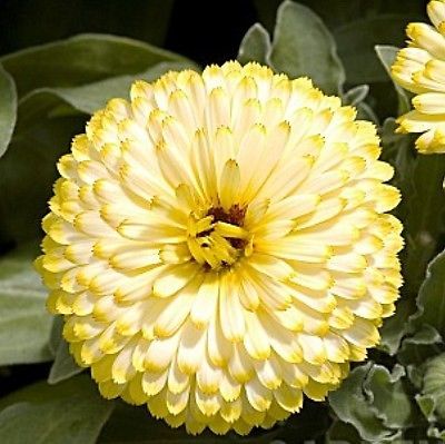50 fresh seeds calendula bon bon yellow